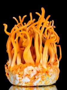 Cordyceps Militaris Benefits