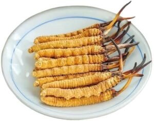 Cordyceps Uses for Daily Life: Small Habit, Big Results