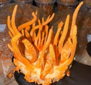 1b5e566d438b9a14216bdbc7751fc207