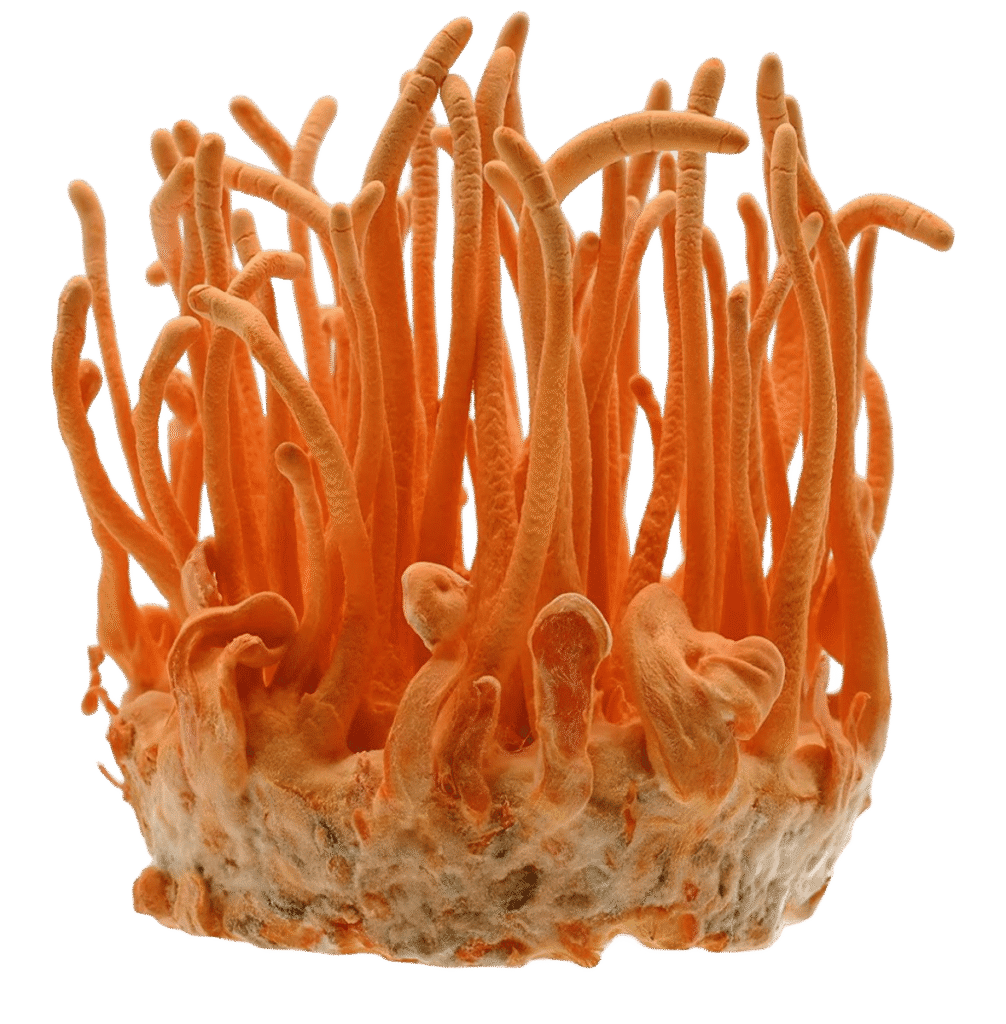 Fresh Cordyceps Militaris fruiting bodies