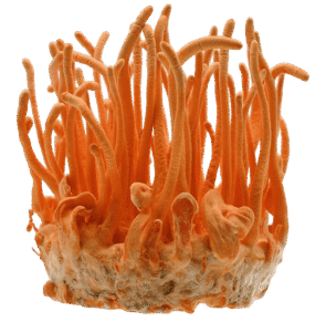 What is Cordyceps?
